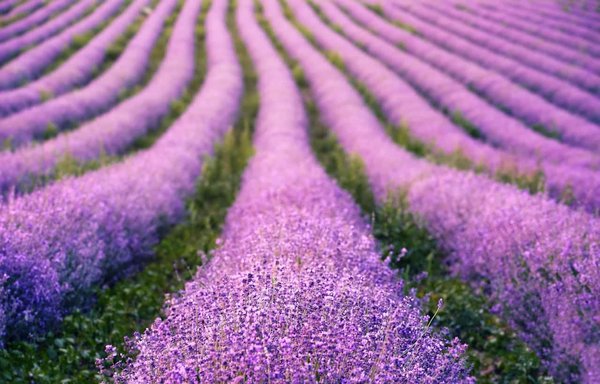 Comment organiser une visite des champs de lavande en Provence en pleine floraison?